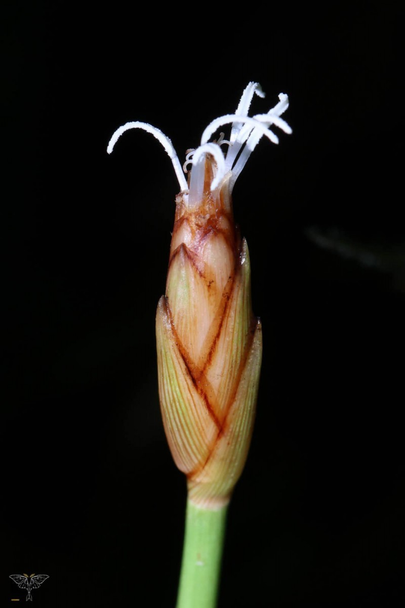 Mapania
